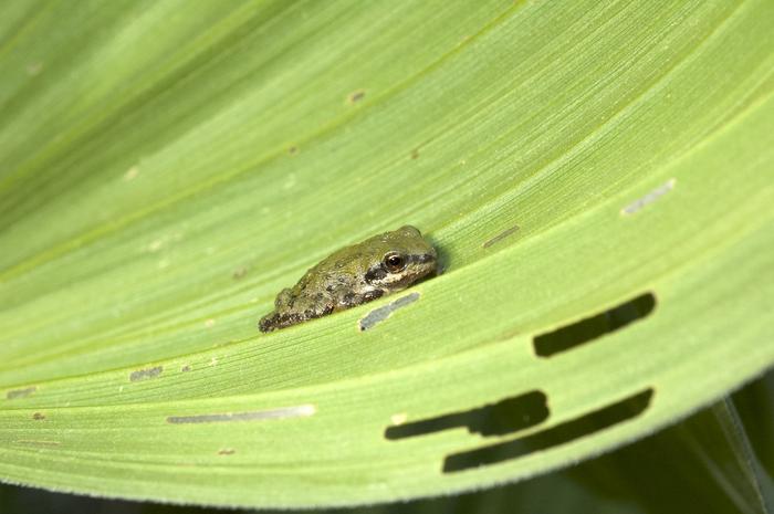 Sierran tree frog on leaf