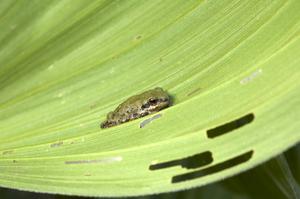 Sierran tree frog on leaf