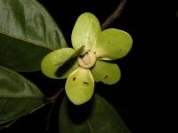 <i>Mosannona costaricensis</i>