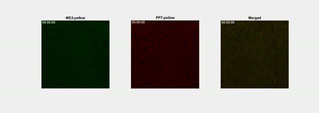 Transcriptional Bursting in Living Fly Embryo Cells