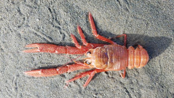 Red crab in Oregon after El Niño