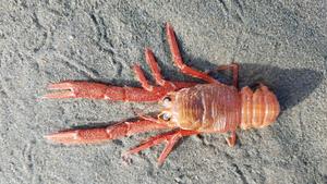 Red crab in Oregon after El Niño