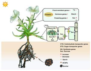 Biochar nanoparticles enhance flowering in Gentiana szechenyii Kanitz. by modulating source-sink carbon allocation and gene expression