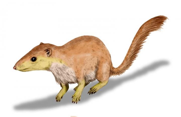 <em>Purgatorius unio</em>