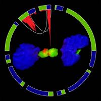 Graphic Representation of the Collaboration between Experimental and Computational Biology
