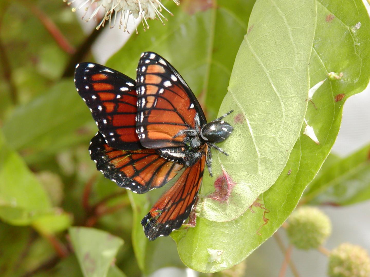 Viceroy Butterfly With Spider