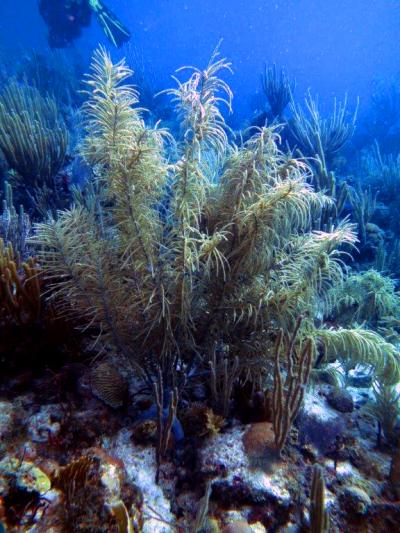 St. John Reef Communities (1 of 3)