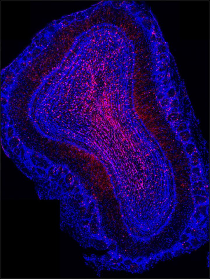 Image of Neurons
