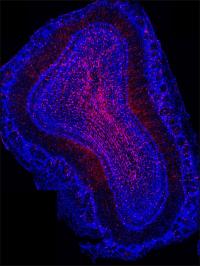 Image of Neurons