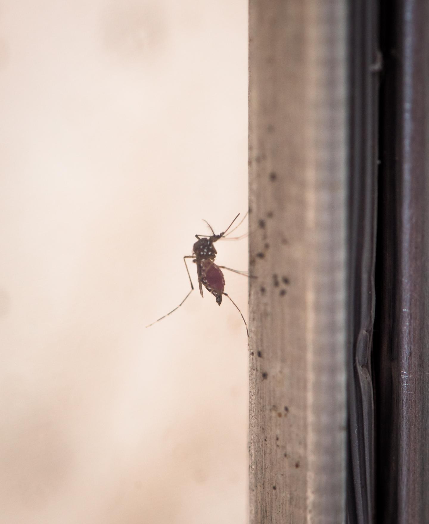 Zika Virus Infection May Prevent Reinfection