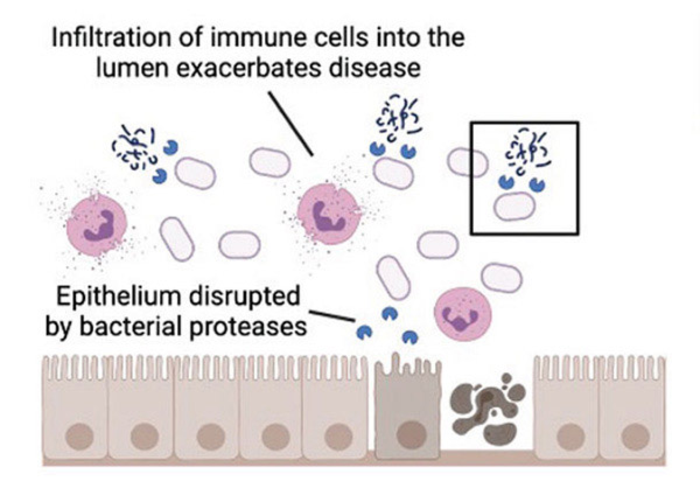 Bacterial proteases graphic