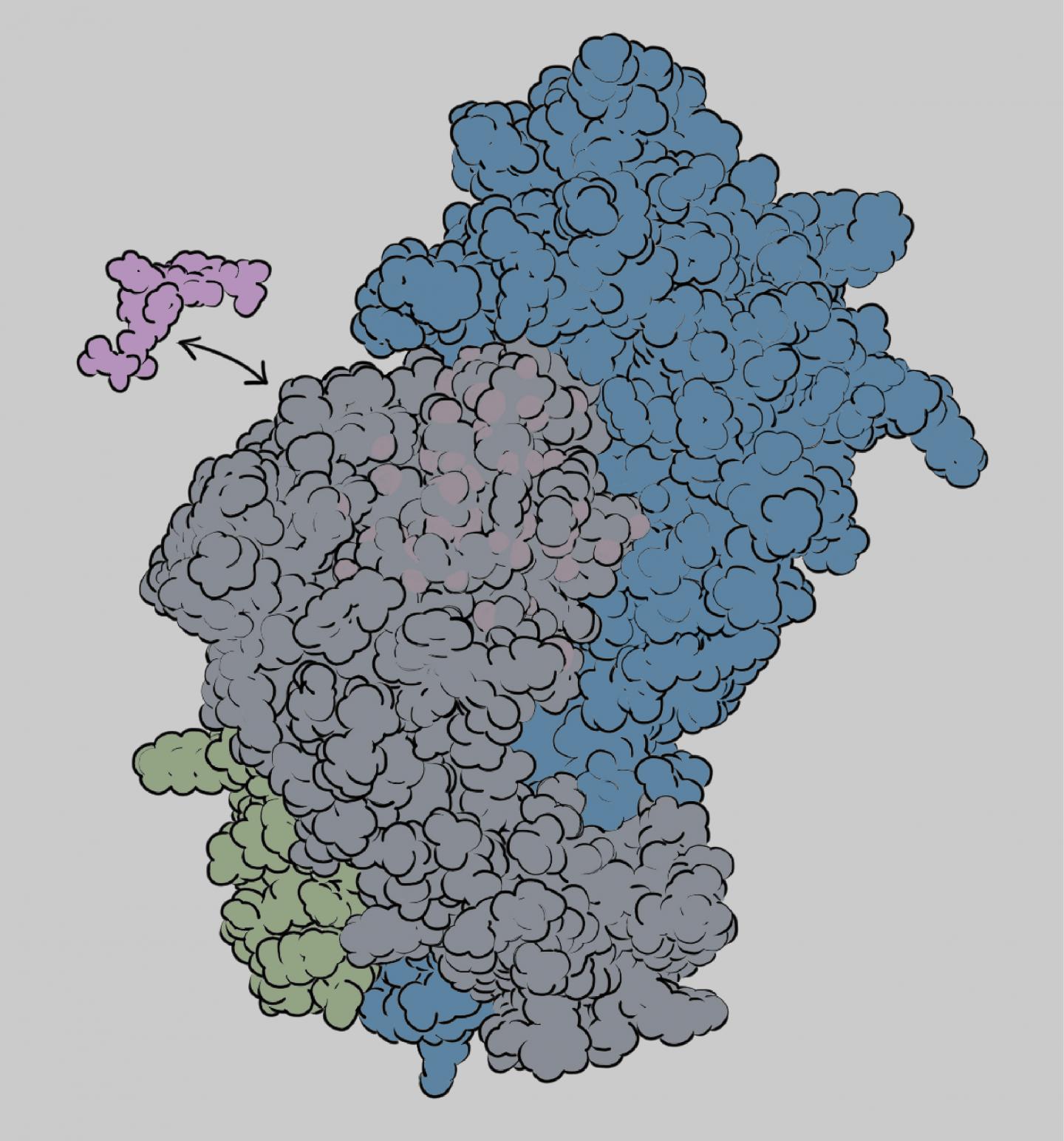 Peptide Loading on Class-I MHC Proteins