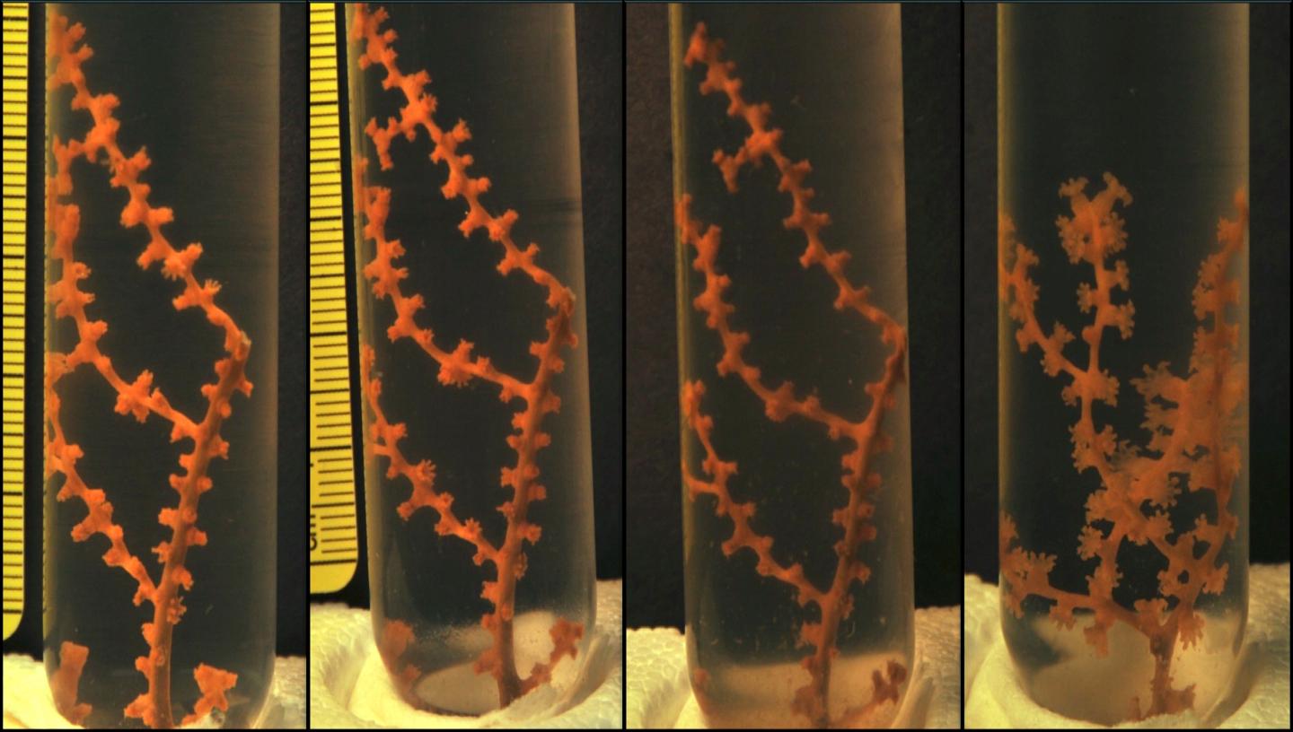 Oil and Dispersants Toxic to Cold-water Corals