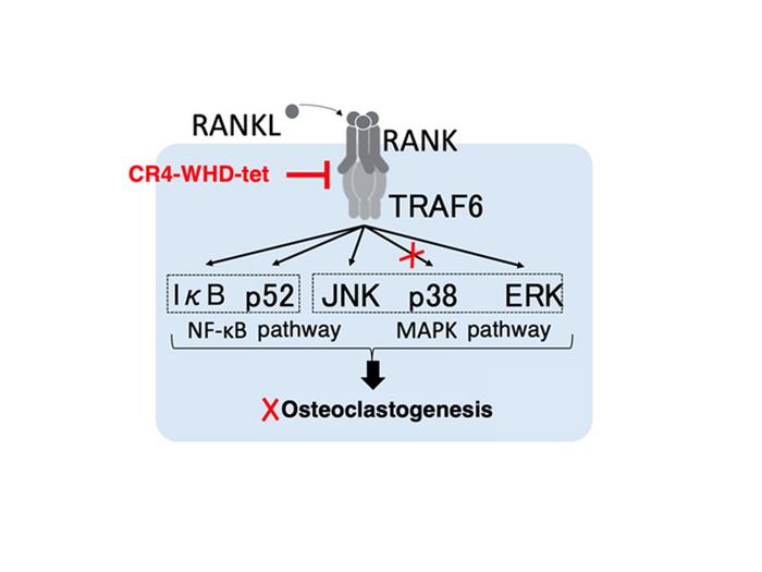 Inhibiting a specific downstream effect in the RANK-TRAF6 signaling pathway