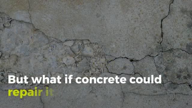 Self-Healing Fungi Concrete