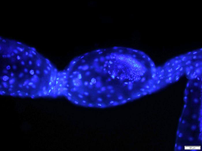 parasitic fly embryo