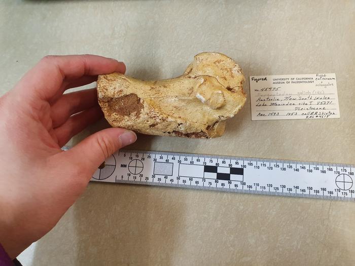 Jumping giants: Fossils show giant prehistoric kangaroos could still hop