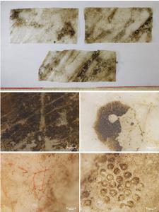 Reserch findings