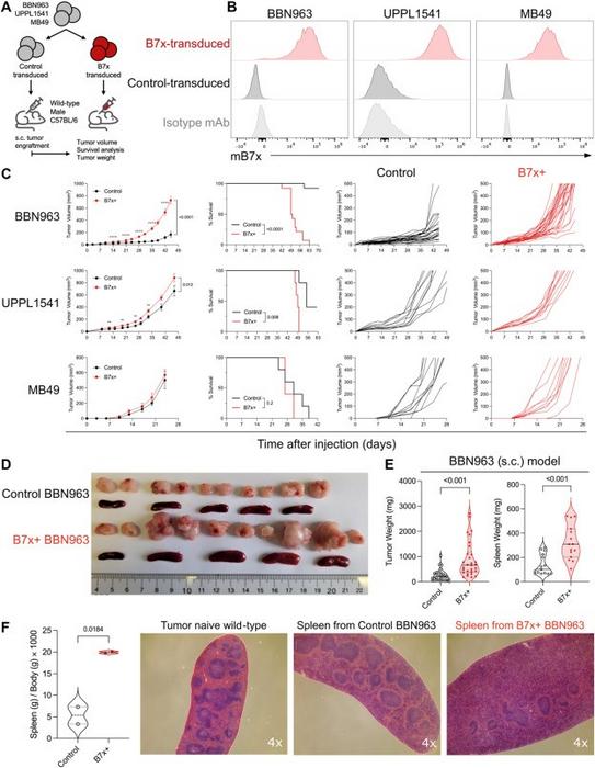 Tumoral B7x enhances bladder tumor growth in an immunocompetent host
