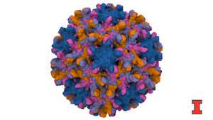 Capsid disassembly