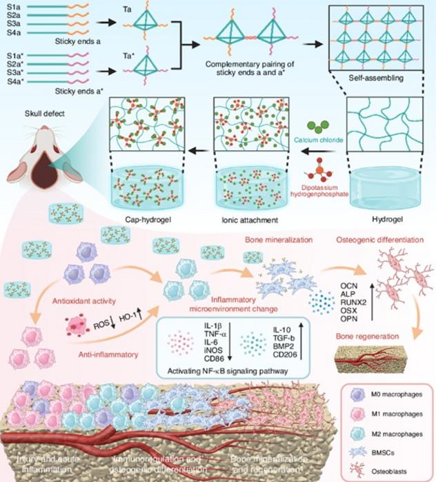 Mineralized DNA hydrogel scaffold promotes immune-guided bone regeneration