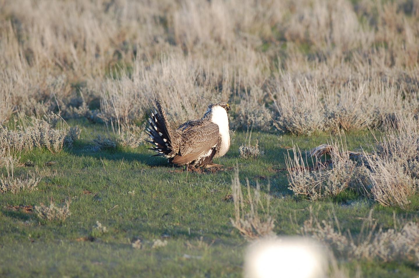 Sage Grouse