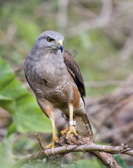 Ridgway's Hawk