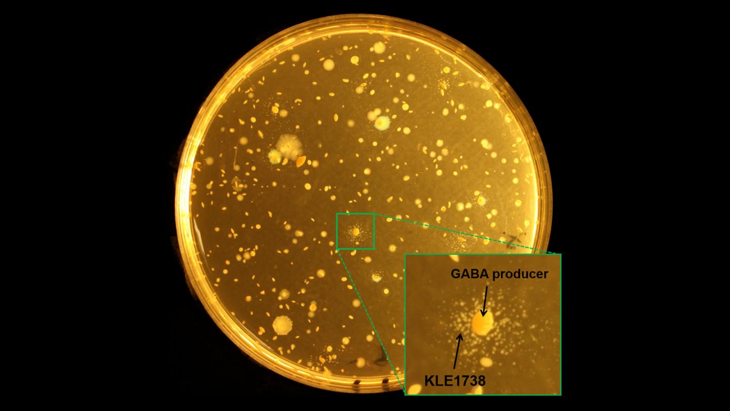 Bacterial Growth
