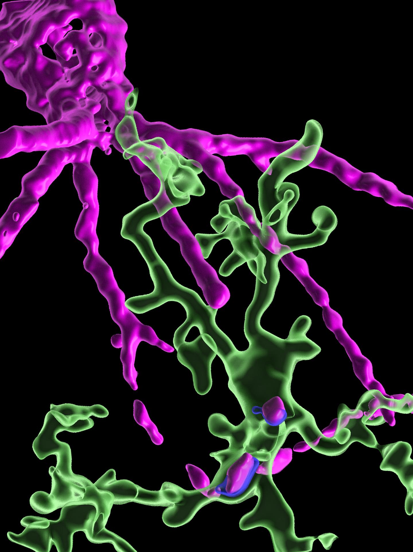 Microglia and Perineuronal Net