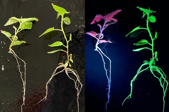 Biosensors show CRISPR activity under UV light