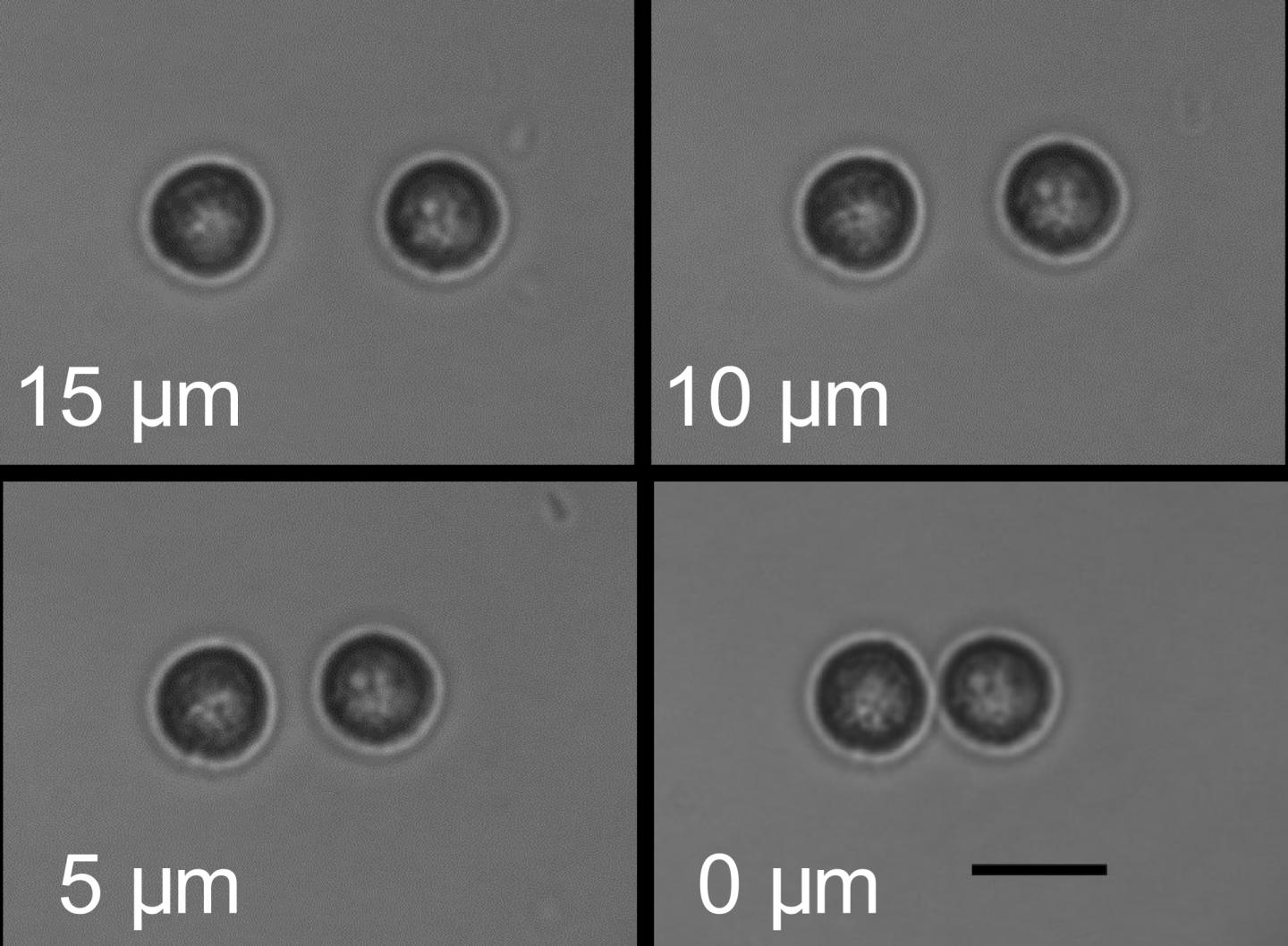 Separate cells