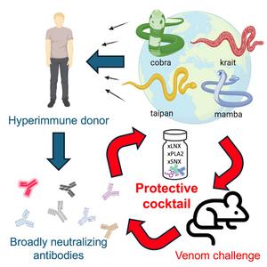 Snake venom protection by a cocktail of varespladib and broadly neutralizing human antibodies