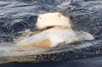 Tiger Shark
