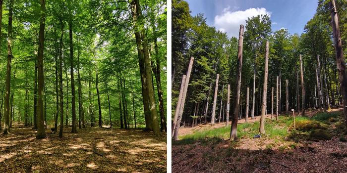 Two types of forests