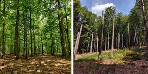 Two types of forests