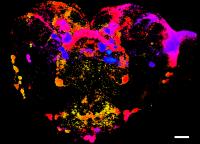 Drosophila Brain