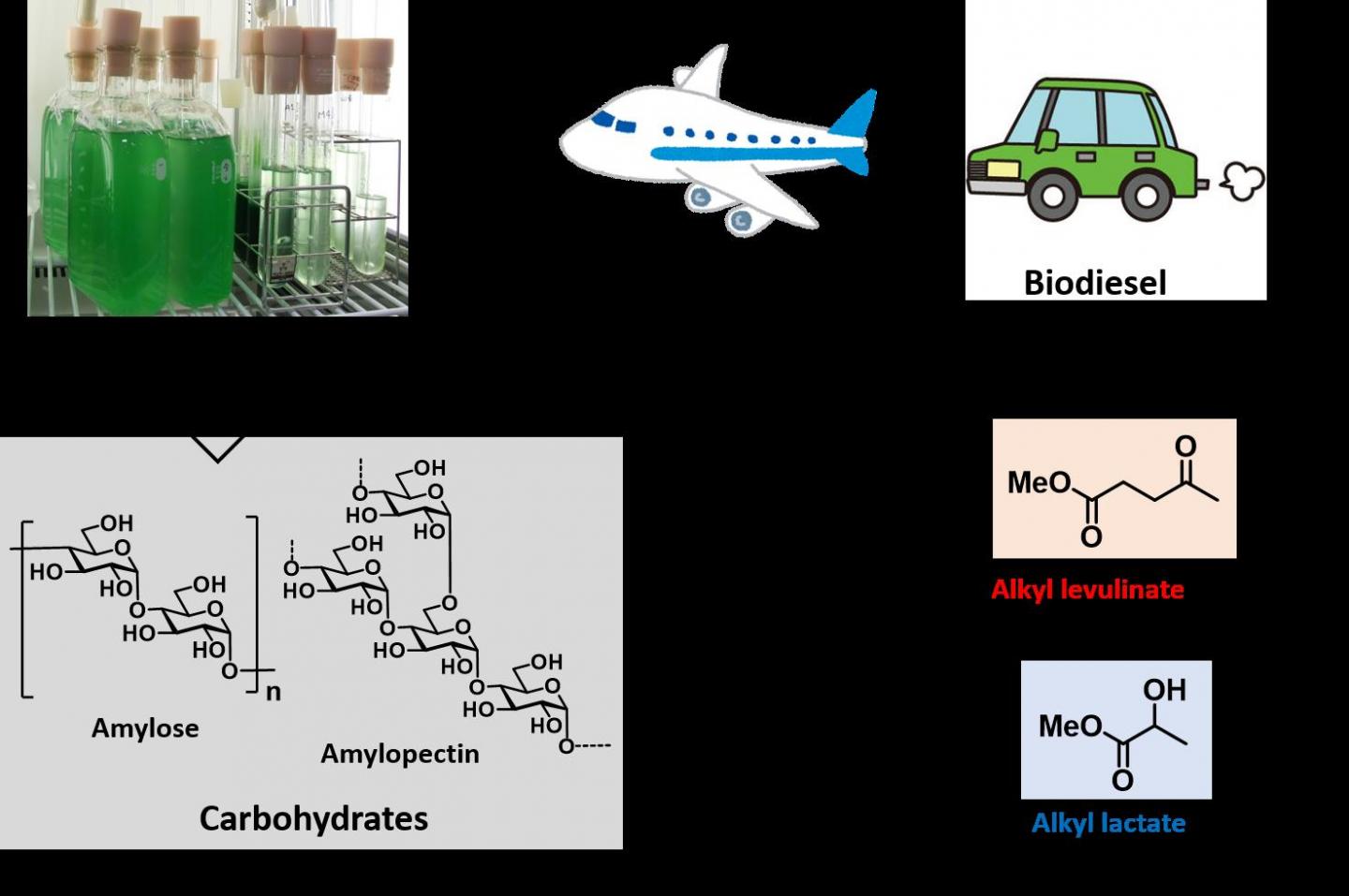 Outline of Algal Residue