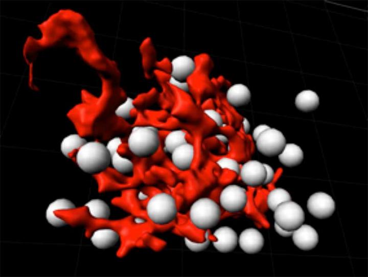 Thymic Epithelial Cells