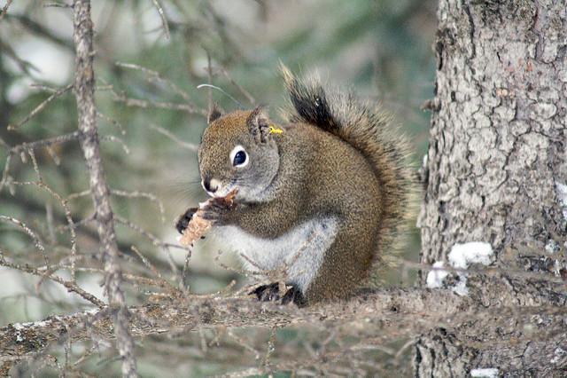 Red Squirrel