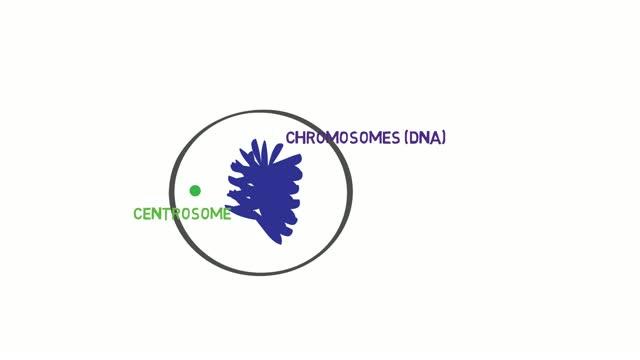 Avoiding Catastrophe: Yeast Study Reveals Clues to Maintaining Genome Size