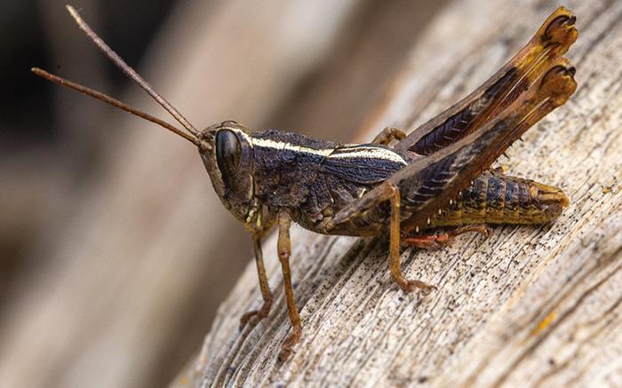 Eyprepocprifas insularis