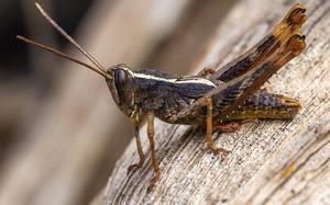 Eyprepocprifas insularis
