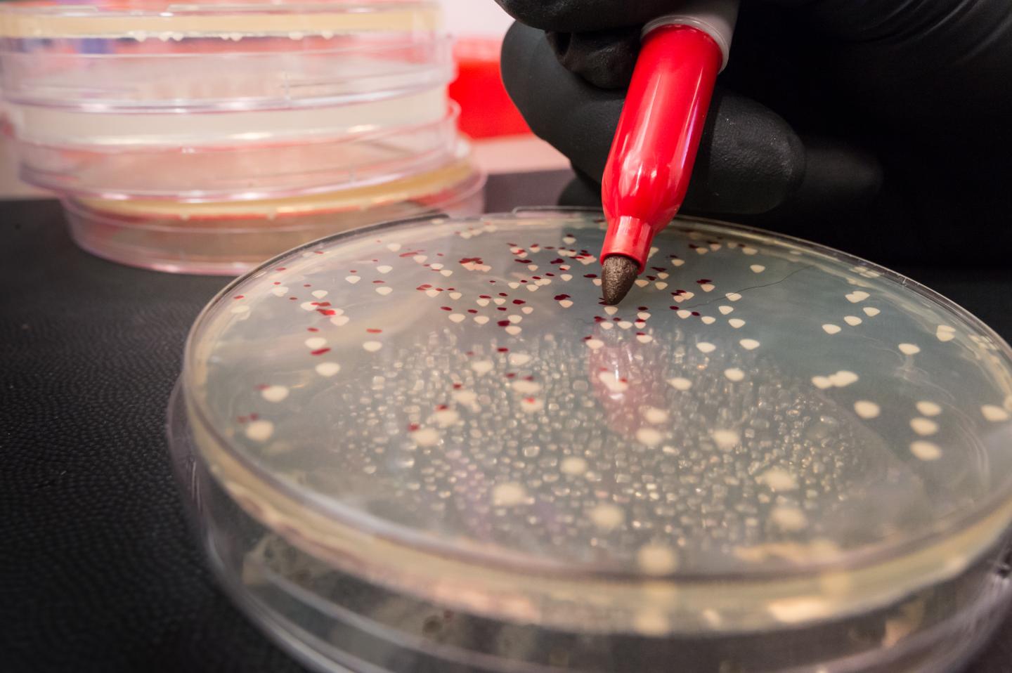 Counting Yeast Cells