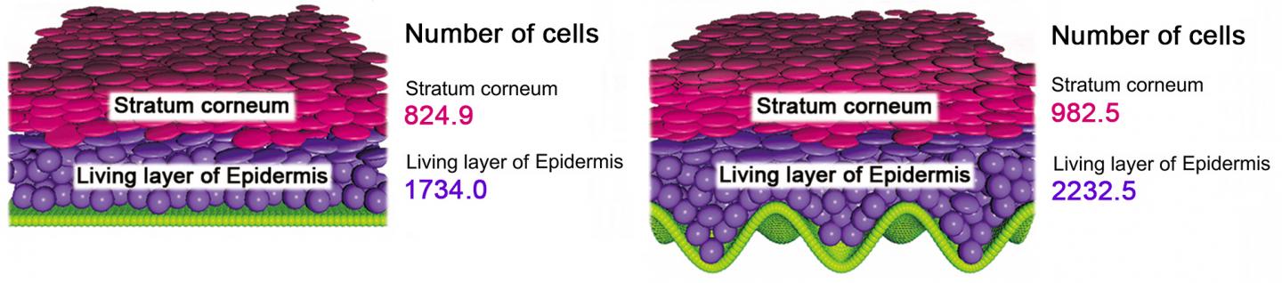 Epidermal Growth Simulation