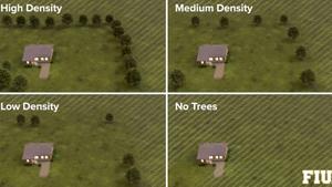 Trees Can Shield Homes From Storms