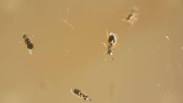 Wasp Genetics