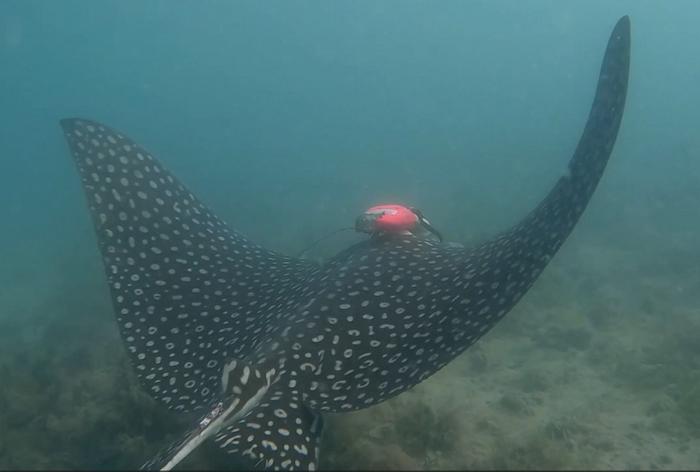 Whitespotted Eagle Ray Swims
