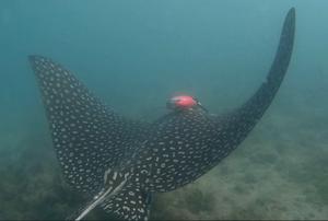 Whitespotted Eagle Ray Swims