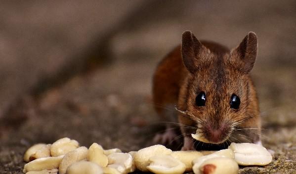 How Obesity Dulls the Sense of Taste