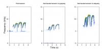 Spectrograms showing red-handed tamarin and pied tamarin calls